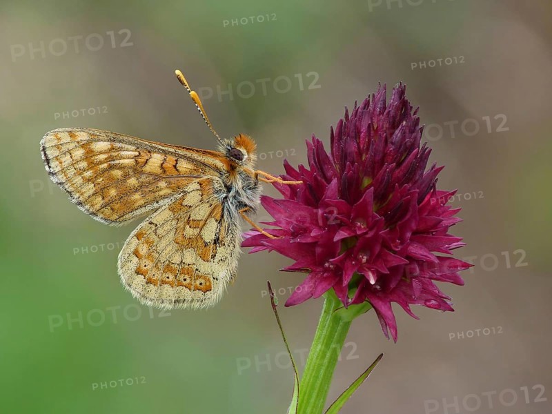 Alpine Marsh Fritillary