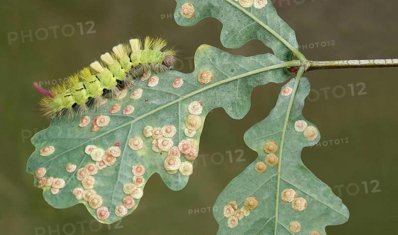 Pale tussock