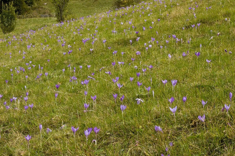 Crocus