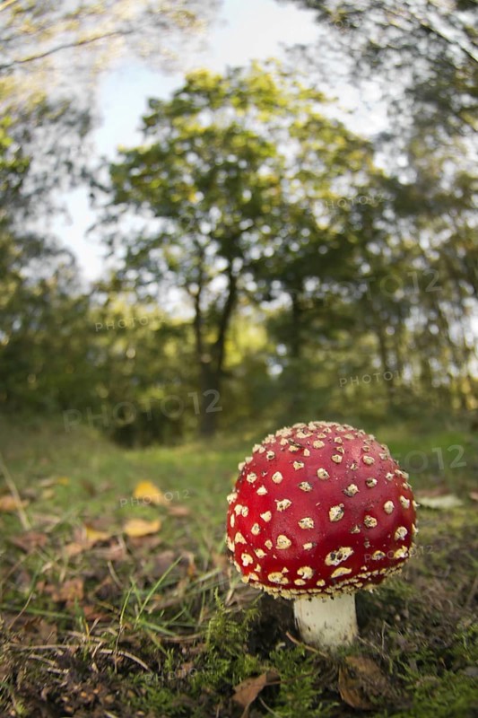 Fly Agaric