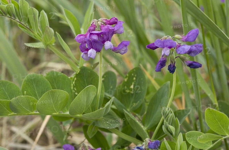 Sea pea