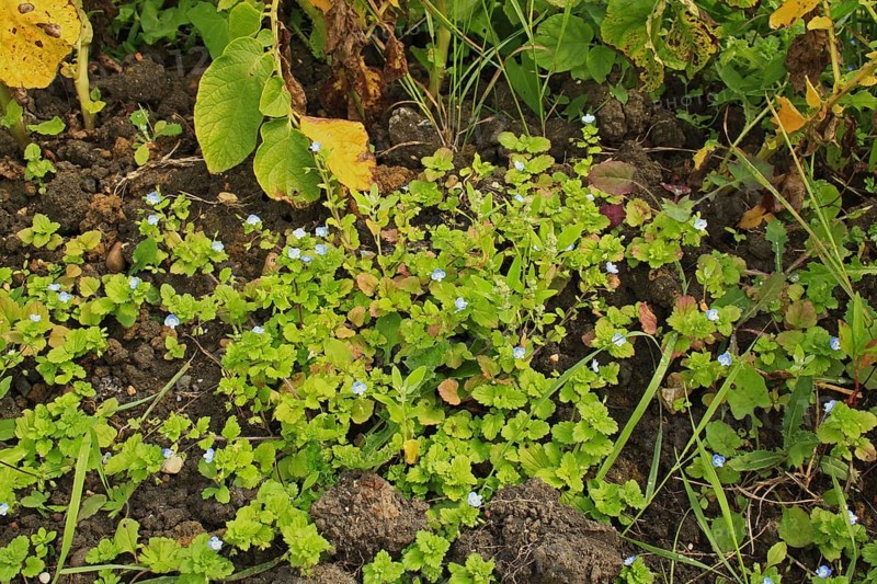 Flowering bird's-eye
