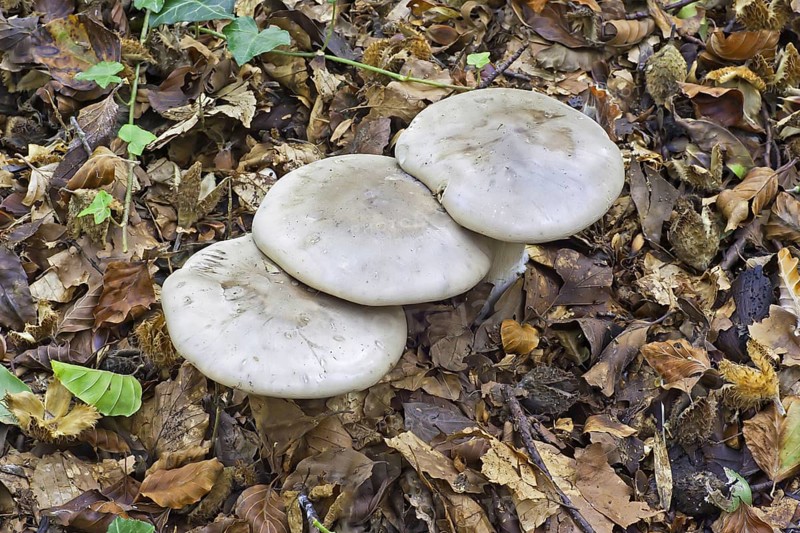 Aniseed toadstool
