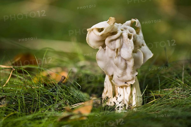 White Saddle