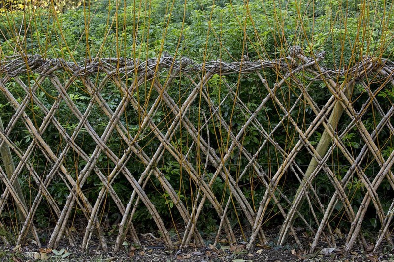 Living willow fences sprouting