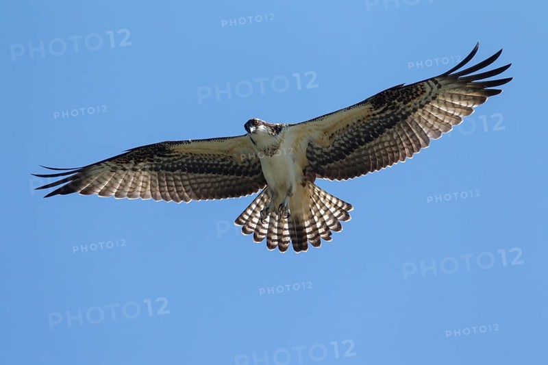 Western osprey