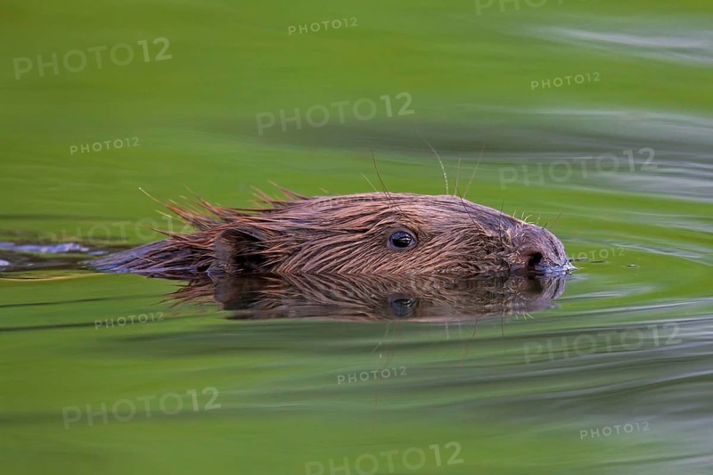 Eurasian beaver