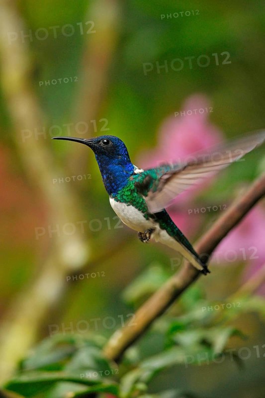 Jacobin Hummingbird