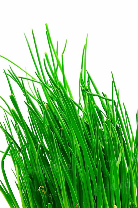 Chives
