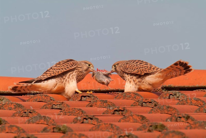 Kestrels fight over mouse
