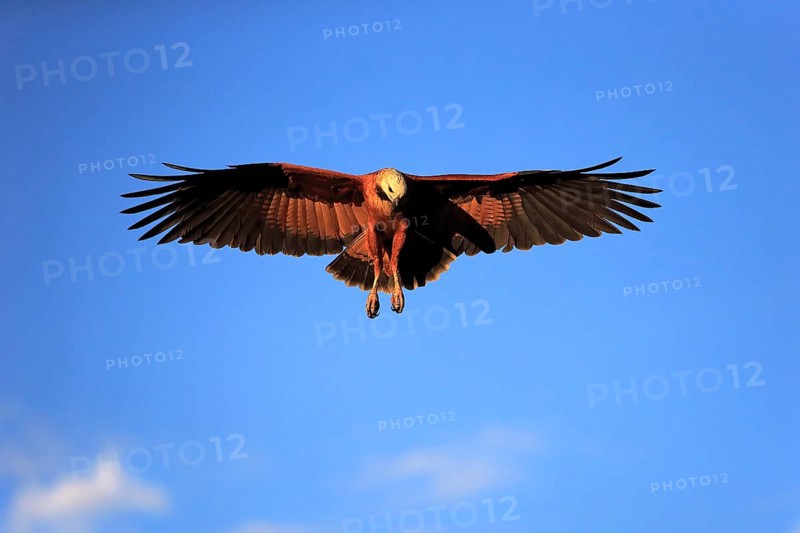 Black-collared hawk