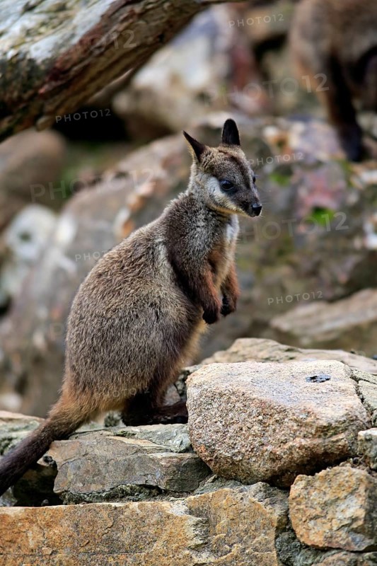 Brush-tailed rock-wallaby