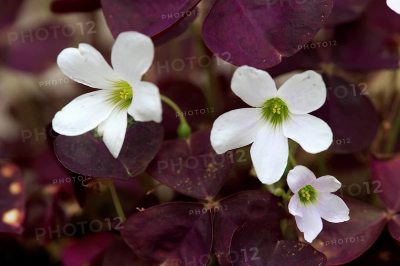 Violet clover