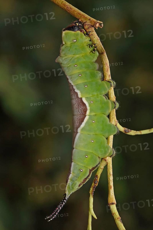 Greater fork tail