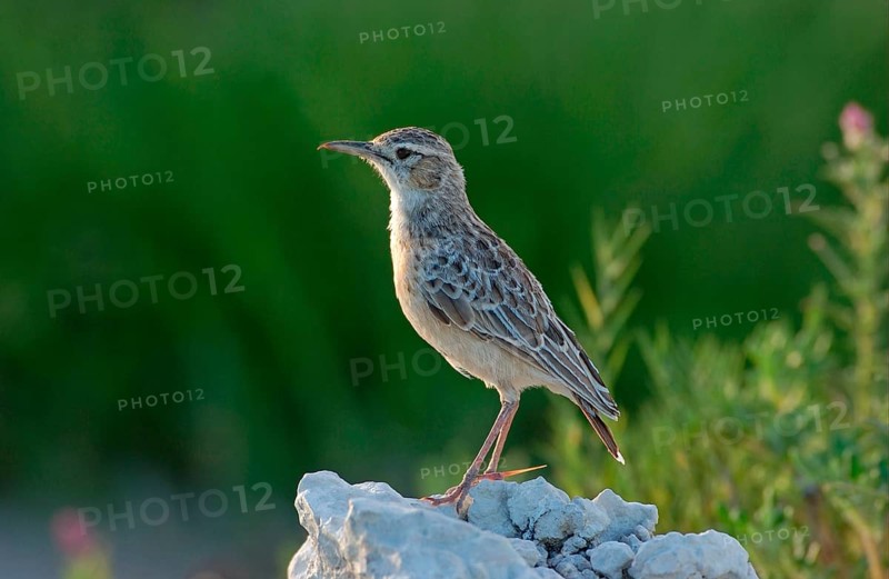 Spike-heeled lark