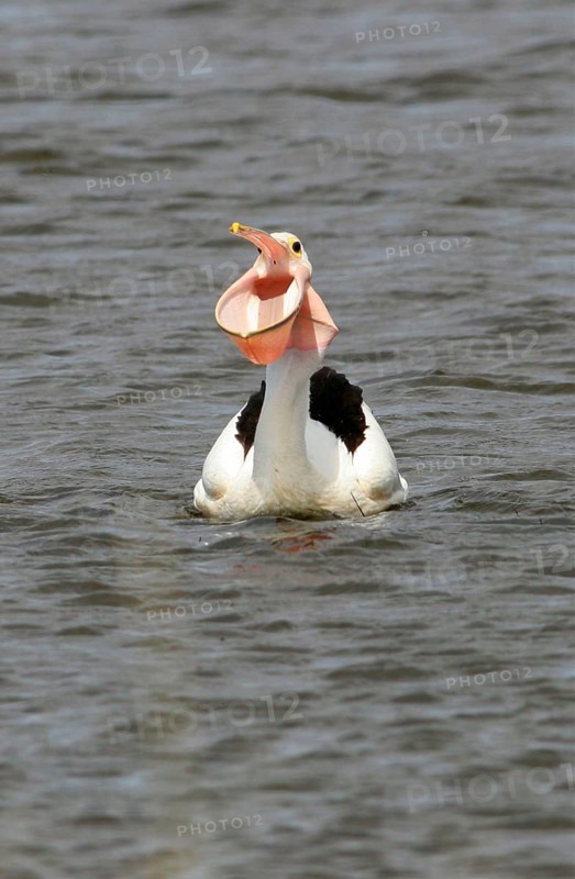 Australian pelican