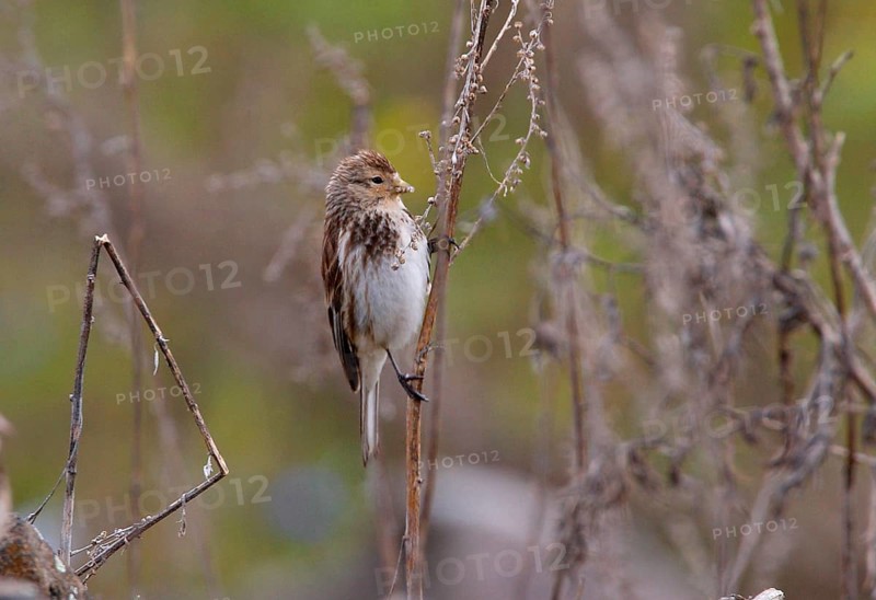 Twite