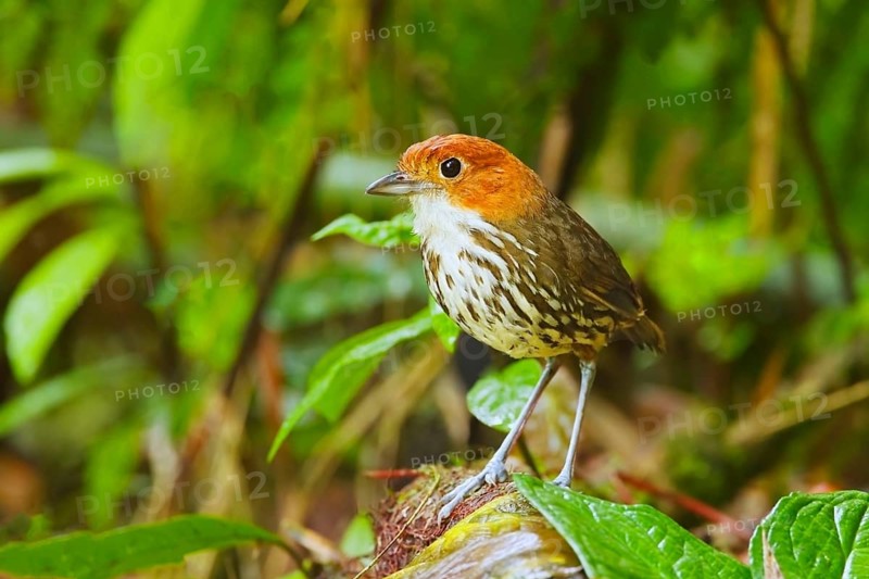 Adult chestnut-crowned antpitta