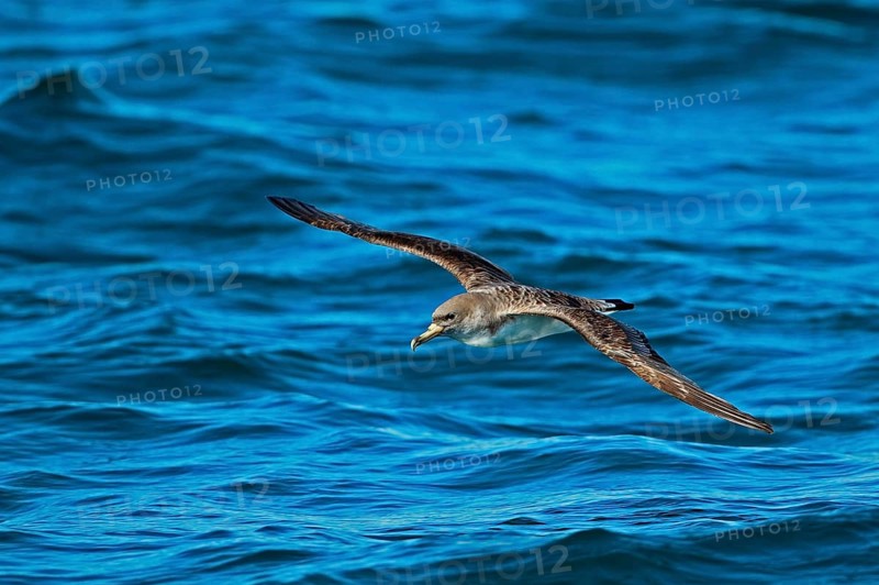 Cory's Shearwater