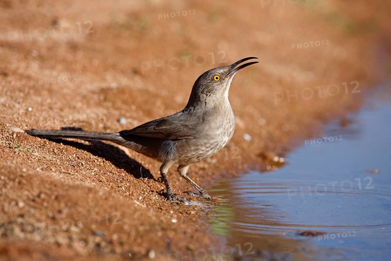 Curve-billed Thrasher