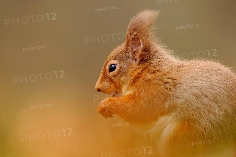 Adult Eurasian red eurasian red squirrel