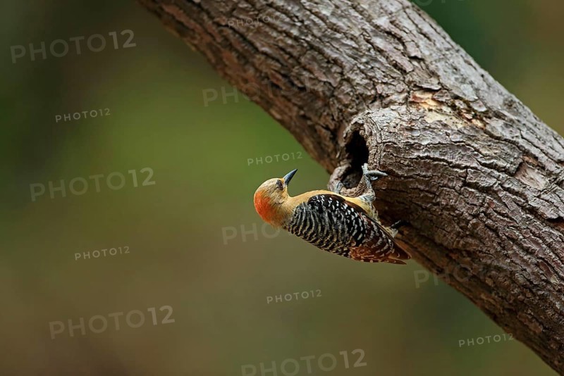 Red-crowned Woodpecker