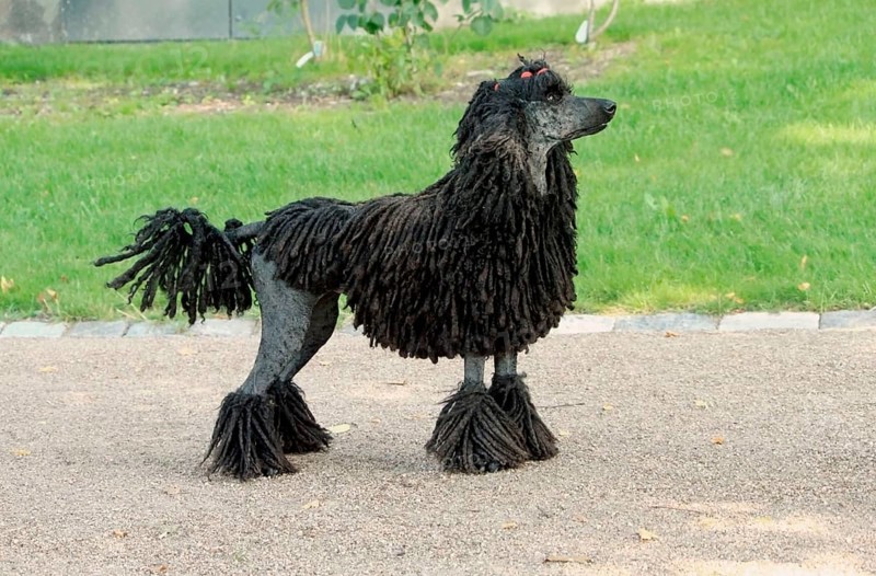 Domestic Dog
