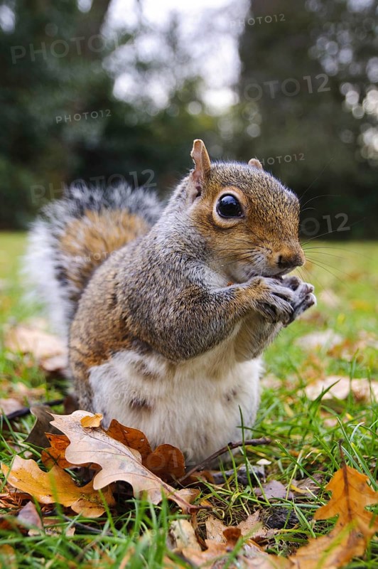 Eastern eastern gray squirrel