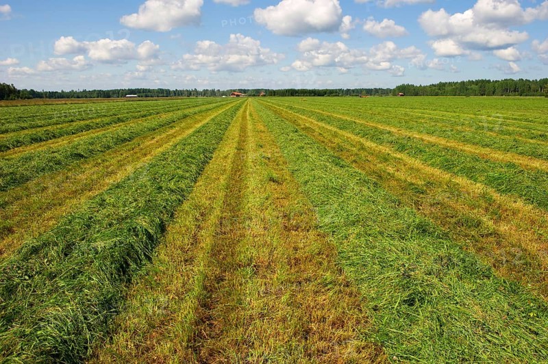 Field with cut grass for silage