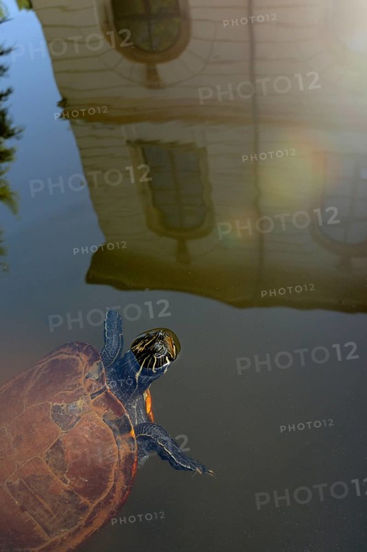 Yellow-bellied ornate turtle