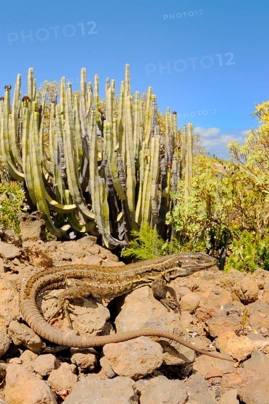 Western canaries lizard
