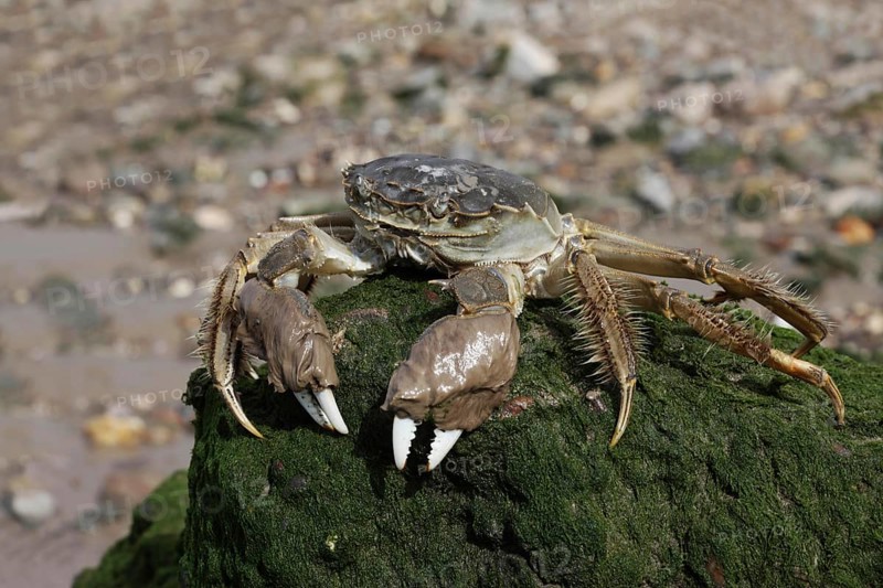 Chinese Mitten Crab