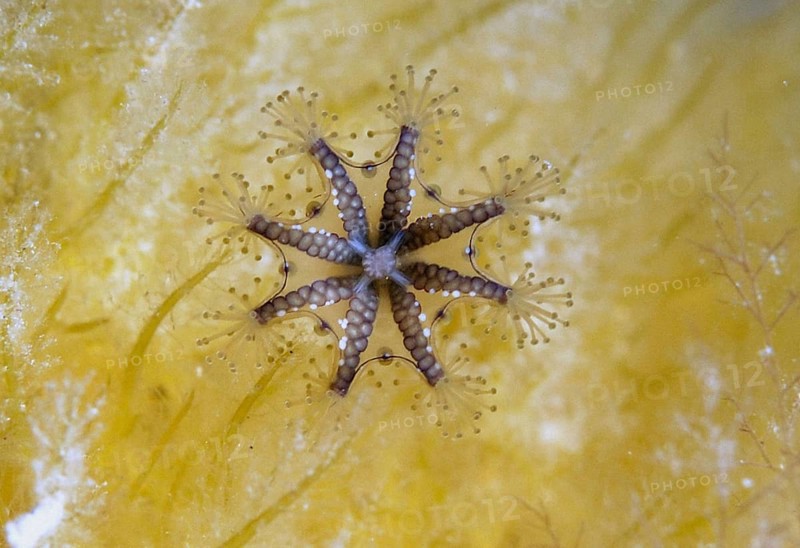 Stalked Jellyfish