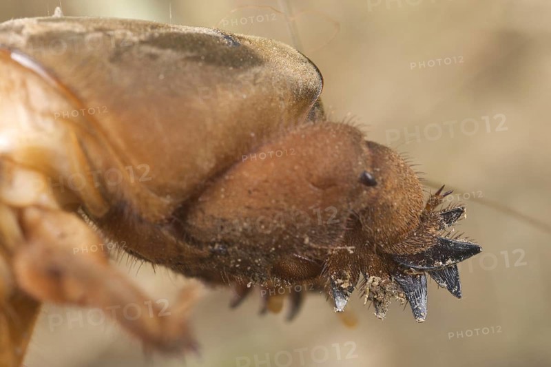 European Mole Cricket