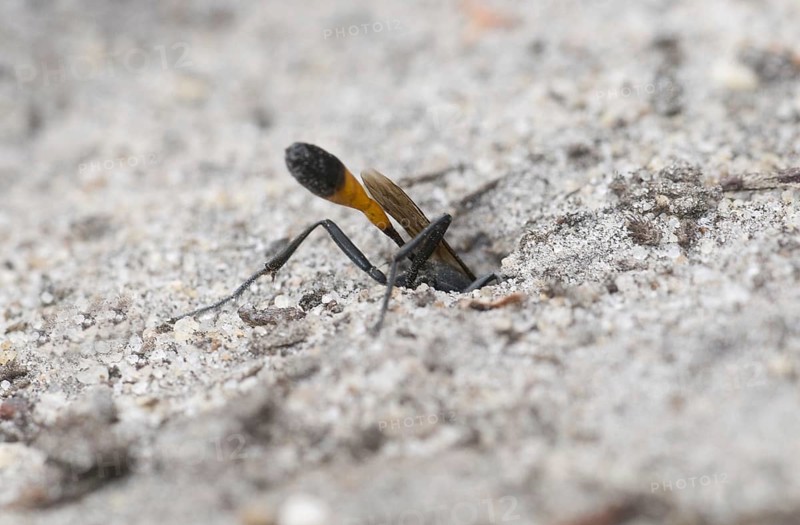 Three-phase sand wasp