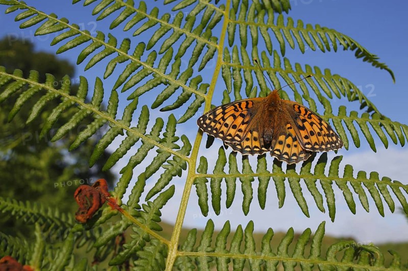 Dark green dark green fritillary
