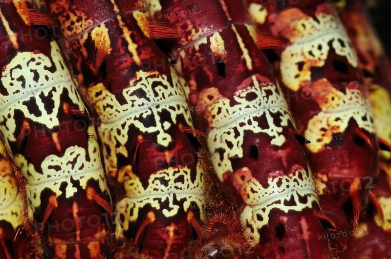 Caterpillars of the Morpho butterfly