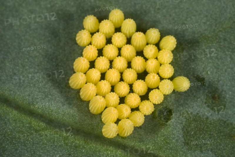 Eggs of the cabbage or large white