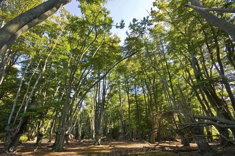 Beech trees with pollarded beech in Epping Forest