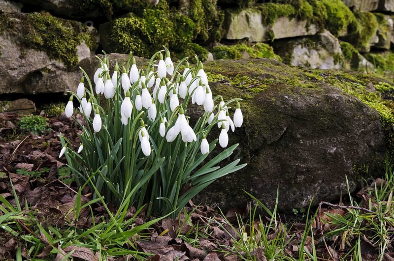 Snowdrop