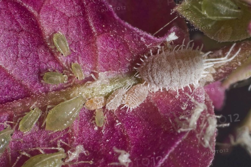 Glasshouse potato aphids