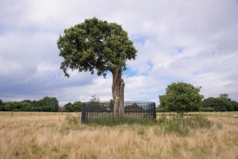English oak