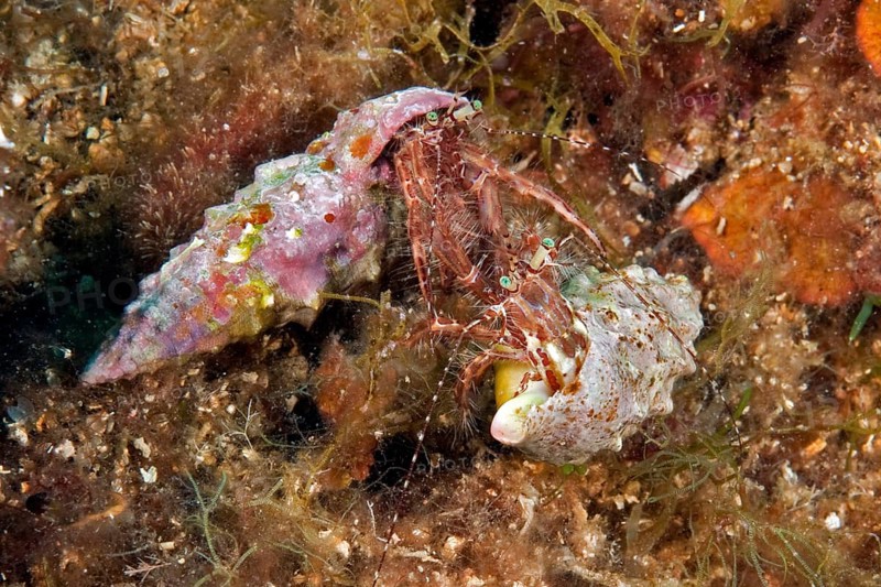 Hermit crabs