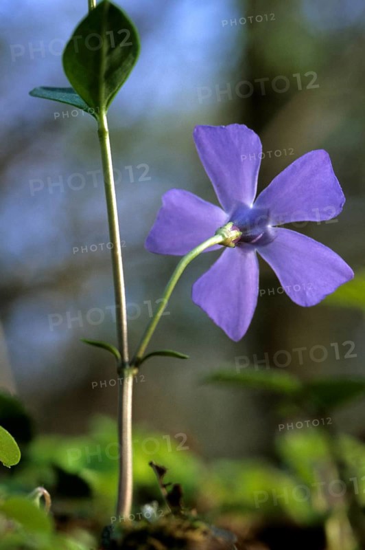 Large-leaved periwinkle