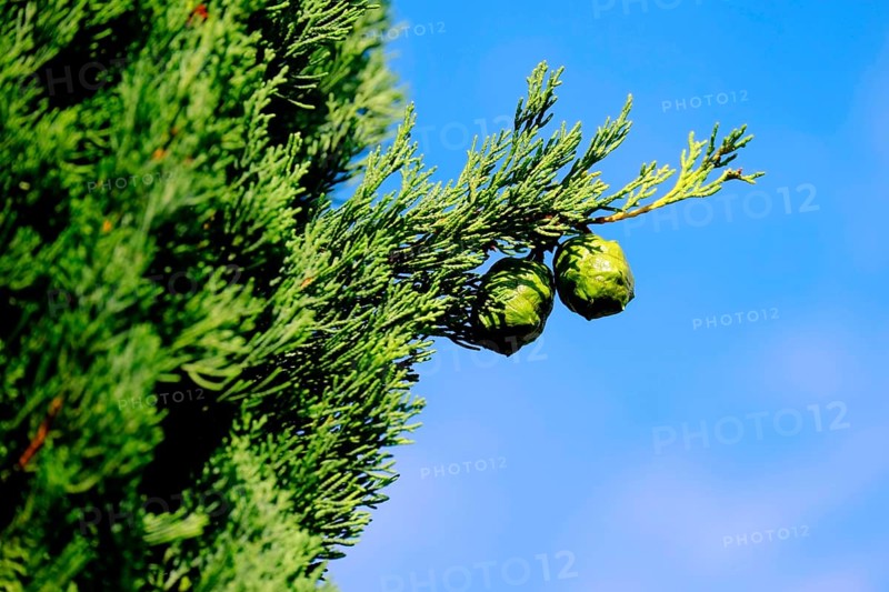 Mediterranean cypress