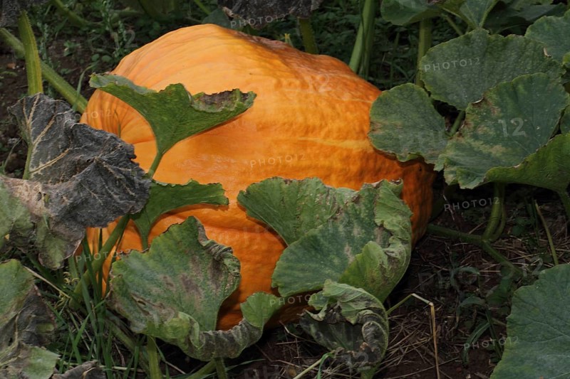 Squash