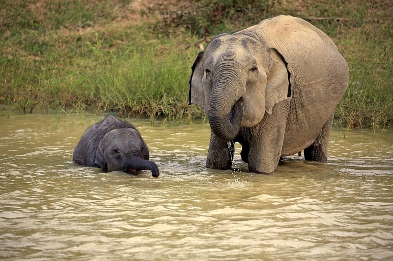 Asian sri lankan elephant