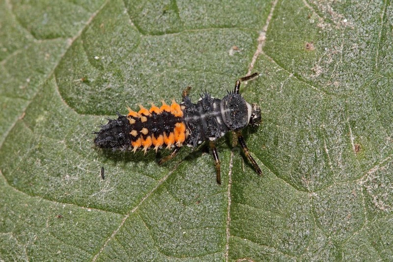 Asian ladybird