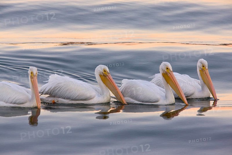 American White Pelican
