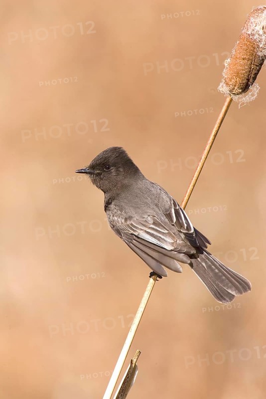 Black black phoebe